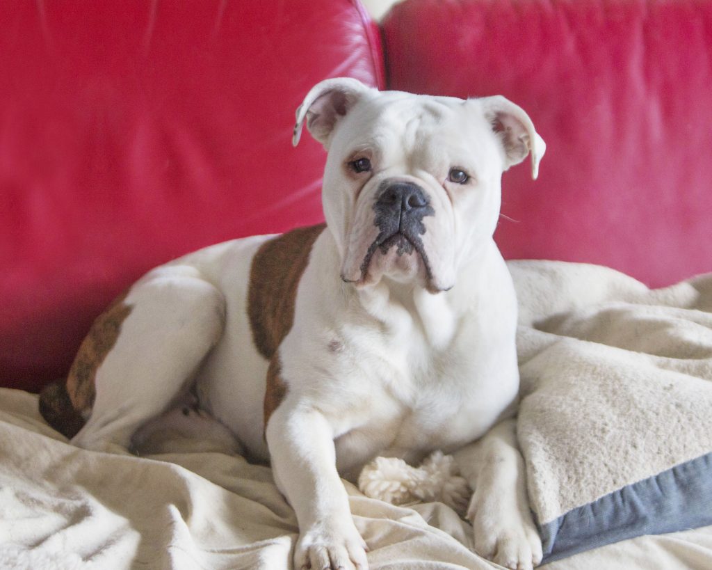 Melbourne Pet Photographer, white bull dog on bed Photograph
