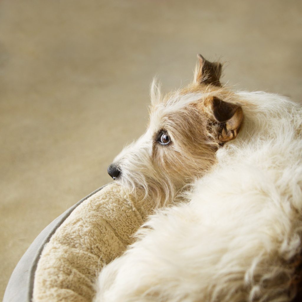 Melbourne Pet Photographer, white and tan dog in bed Photograph