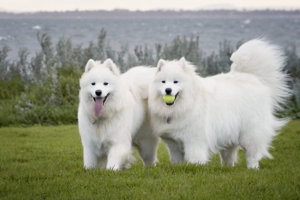 Melbourne Pet Photographer, 2 big white dogs with ball in field Photograph