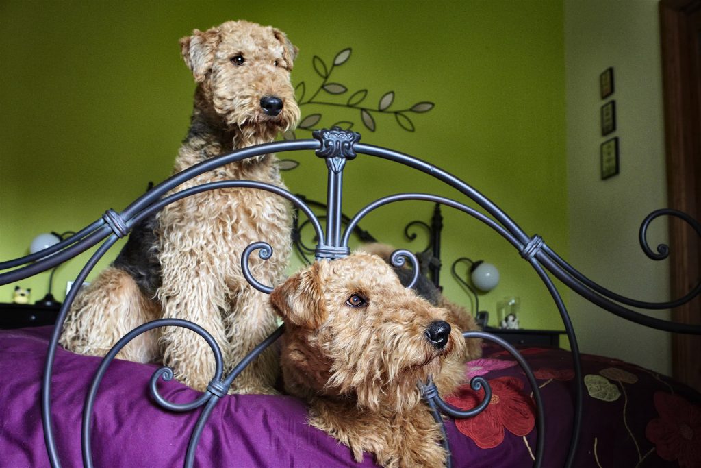Melbourne Pet Photographer, two dogs on bed Photograph