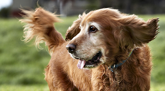 Melbourne Pet Photographer, golden retriever dog in field Photograph