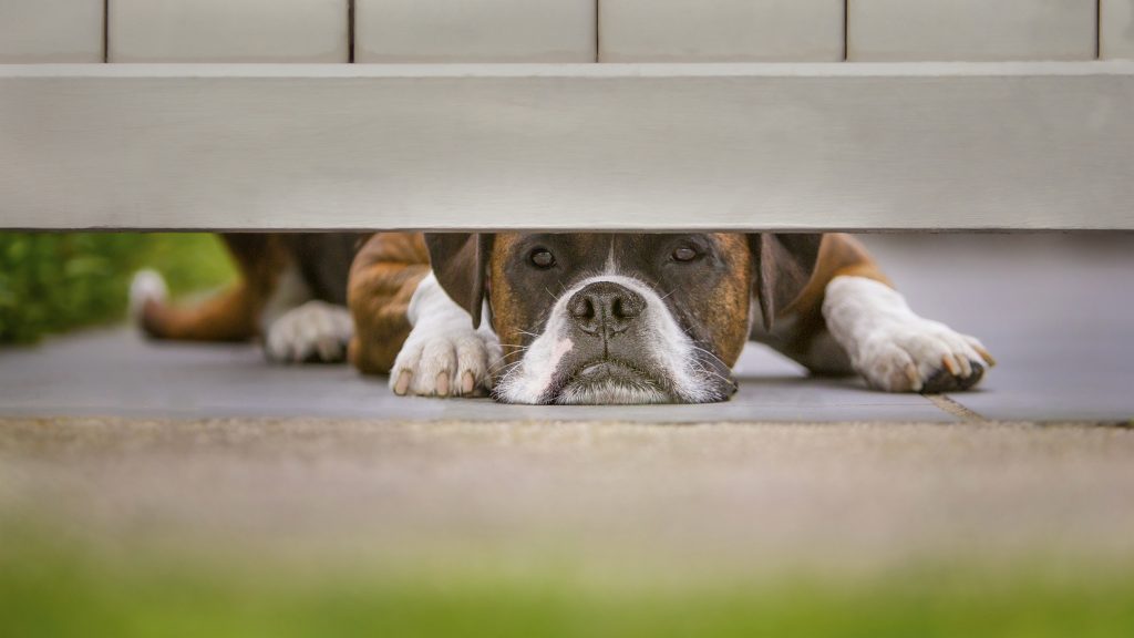 Melbourne Pet Photographer, dog looking under fence Photograph