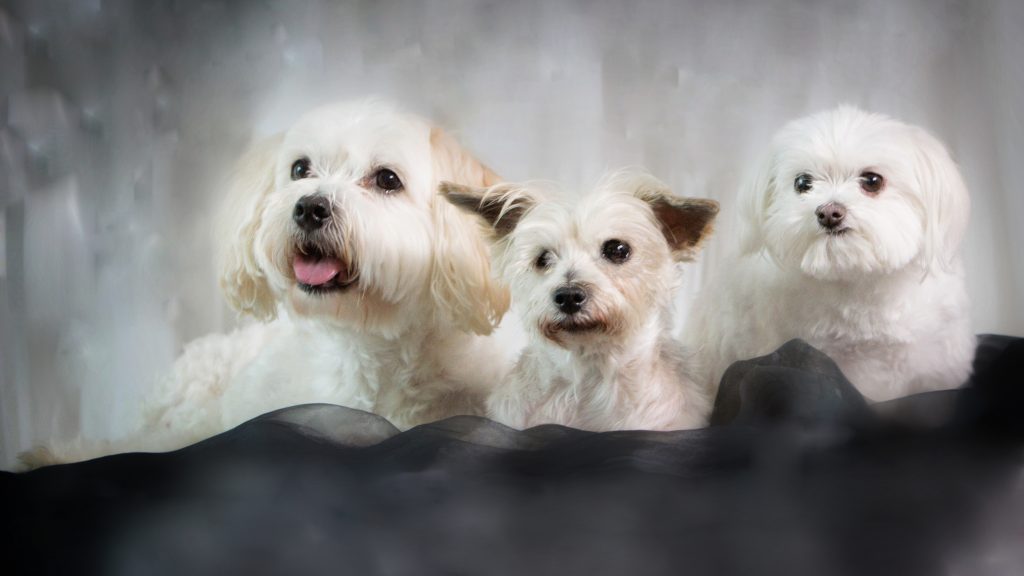 Melbourne Pet Photographer, 3 white fluffy dogs Photograph