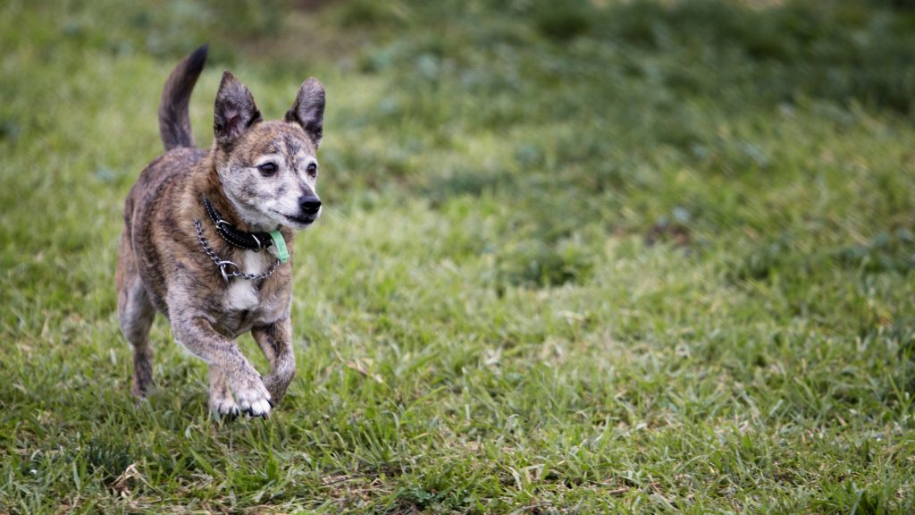 Melbourne Pet Photographer, small dog running Photograph