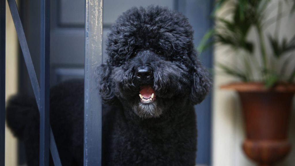 Melbourne Pet Photographer, fluffy black dog Photograph