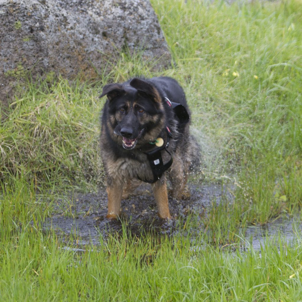 Melbourne Pet Photographer, black german shepherd in puddle Photograph