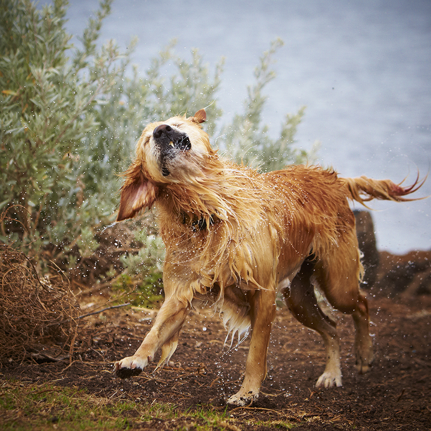 Melbourne Pet Photographer, Golden Retriever Shaking Water  wet dog Photograph
