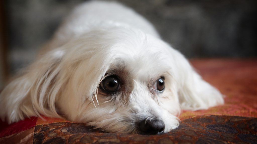 Melbourne Pet Photographer, white fluffy dog Photograph