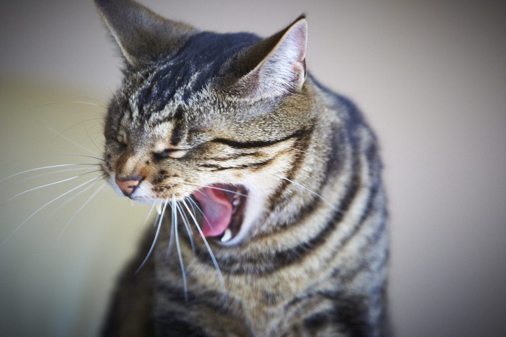Melbourne Pet Photographer, tabby black cat big yawn Photograph