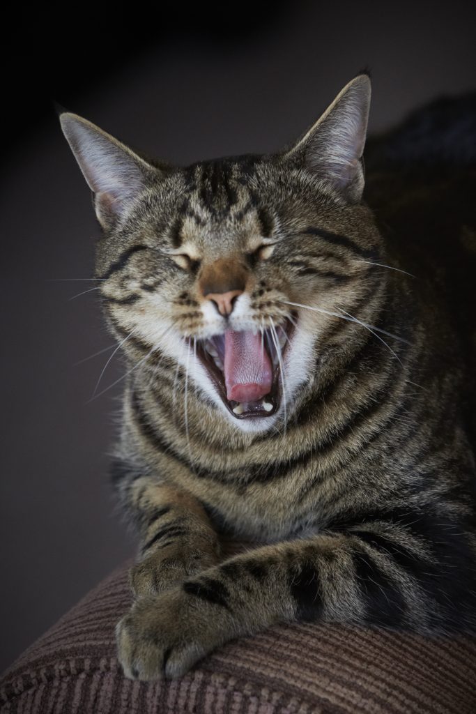 Melbourne Pet Photographer, tabby black cat yawning Photograph